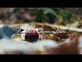 Download Lagu Nature Cinematic | Video Sinematik Alam KEREN
