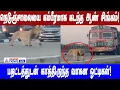 நெடுஞ்சாலையை கம்பீரமாக கடந்த ஆண் சிங்கம்!பதட்டத்துடன் காத்திருந்த வாகன ஓட்டிகள்!