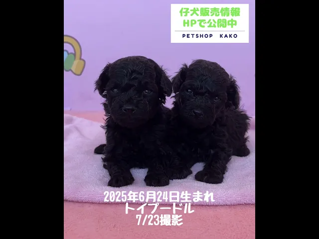 動画
