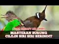 Download Lagu MASTERAN BURUNG CILILIN SIRI SIRI SERINDIT