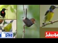 Download Lagu Suara Pikat Burung Prenjak,Kemande,Korlap,Konin,Sogok Ontong DLL