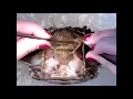 Study of the Central Nervous System of the Blue Crab