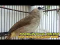 Download Lagu Trucuk BETINA memanggil Jantan Suara Birahi Ngecuplik 100% pancingan trucukan gacor agar BUNYI EMOSI