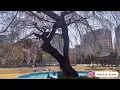 [1hour] Air - Cherry Blossom Girl 1시간 연속재생 Music Loop