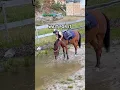 Download Lagu ELLA FELL OFF TARZAN😱 #shortsvideo #horse #equestrian