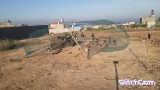 صيد طائر المينا بكمية كبيرة جداا    دندنها