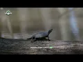 Leeches on Painted Turtle