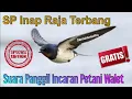 Suara Panggil Raja Terbang Paling Banyak di Download dan Digunakan Petani Walet II REUPLOAD