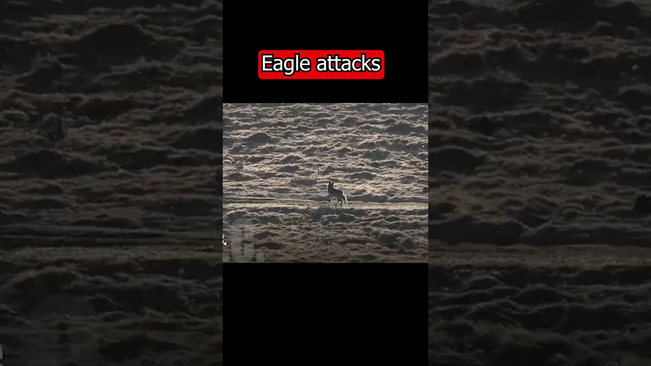 Eagle Attacks on Animals