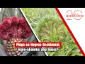 Download Lagu Pinya sa Negros Occidental, mala-abaniko ang hugis?! | Kapuso Mo, Jessica Soho