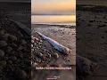 Download Lagu Divers Discover Giant Oarfish Off Coast Of Taiwan