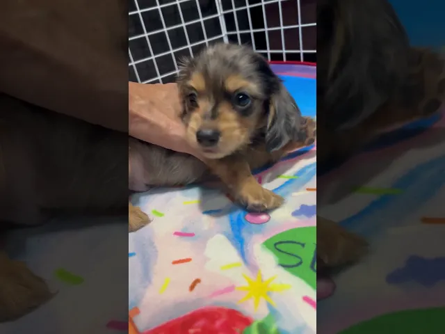 動画