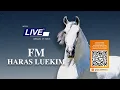 Download Lagu Live de Criação - Haras Luekim