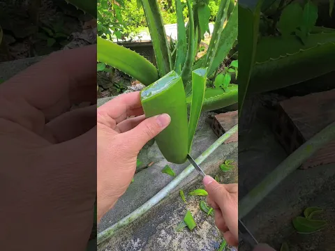 How to extract aloe vera gel in 30 seconds