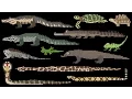 Download Lagu Reptiles - Snakes, Lizards, Crocodilians \u0026 Turtles - The Kids' Picture Show (Fun \u0026 Educational)