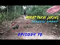 Download Lagu Mikat burung ruak ruak pakai jaring seru kocak 🤣🤣