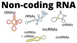 Download ncRNAs - all types of non-coding RNA (lncRNA, tRNA, rRNA, snRNA, snoRNA, siRNA, miRNA, piRNA) MP3