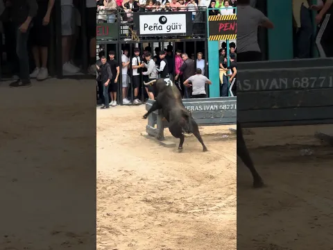 Toro cerril en Alcora, se cae y se levanta: ¡puro nervio! #bull #toro