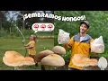 Download Lagu SEMBRAMOS HONGOS 🍄 Y YO ME LLENÉ  DE LLAGAS 🍄😭