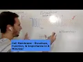 Cell Membrane - Structure Function in 8 minutes