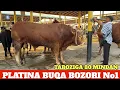 Download Lagu PLATINA MOL BOZORI BUQA NARXLARI TAROZIGA OYOGIGA BARAKALAR 06.07.2025