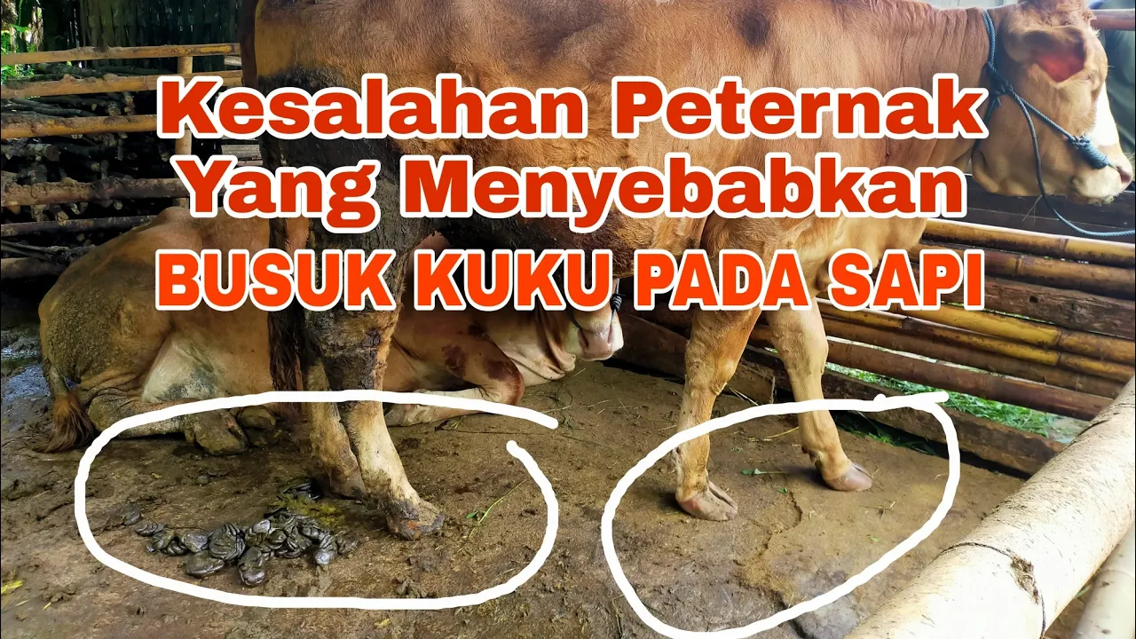 KESALAHAN PETERNAK YANG MENYEBABKAN BUSUK KUKU DAN KAKI PADA SAPI