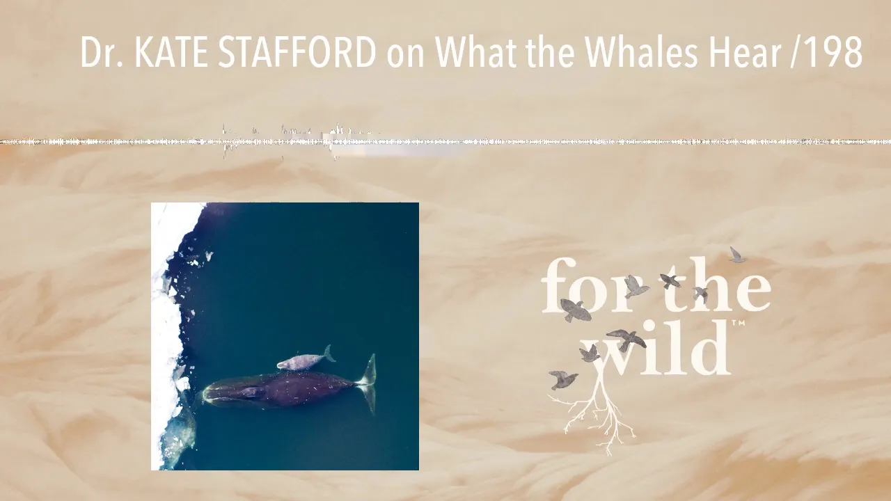 Dr. KATE STAFFORD on What the Whales Hear /198