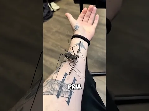 Pria Ini Ubah Serangga Berbahaya Menjadi Tato