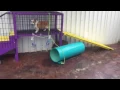 Augie auggie a Toy Aussie Corgi cross playing at Lindsey s Aussies 16