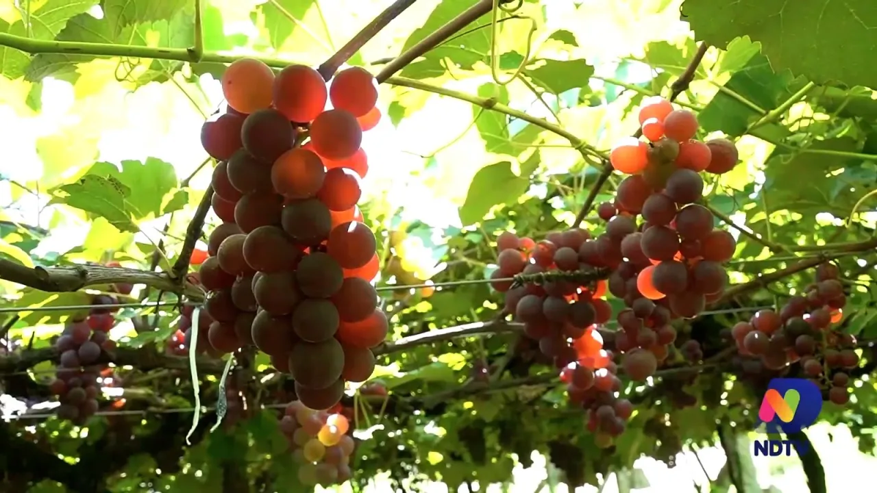 Conheça o cultivo de uva e fabricação dos vinhos em Santa Catarina