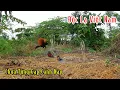 Download Lagu Độc Lạ Việt Nam Chuyện Không Thể Tin Nổi Bẫy Chim Bìm Bịp Mà Dính Con Này | Đam Mê Săn Bắt