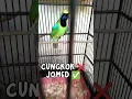 Download Lagu CUCAK IJO MEDAN GACOR RASA CUNGKOK