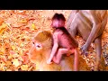 Baby Monkey Deco is now so broken riding on Mom s head forever Wild Monkey