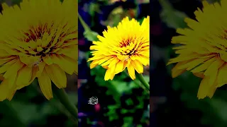 موسى مصطفى  لو تسمعي دندنها