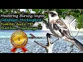 Download Lagu Masteran Burung Luar Negeri Suara Keras HD AUDIO - Galapagos Mockingbird (Mimus parvulus)