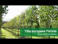 Download Lagu Tilia europaea 'Pallida' - Koningslinde | Van den berk over Bomen