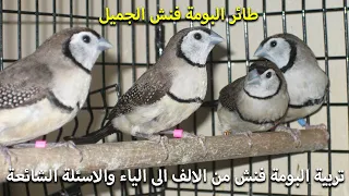 طيور البومة فنش كل ماتحتاج معرفته عنهم 