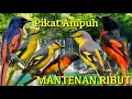 Download Lagu Pikat Ampuh - BURUNG MANTENAN RIBUT