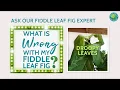 Why Your Fiddle Leaf Fig Has Droopy Leaves 4 Causes Solutions Fiddle Leaf Fig Plant Resource