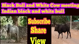 black bull and white cow meeting indian black and white bull ep 15