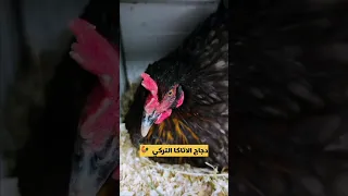 ختفاء دجاج الاتاكا من الأسواق 