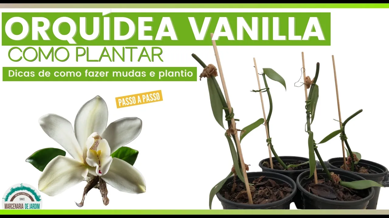 COMO FAZER MUDAS E CULTIVAR A ORQUÍDEA VANILLA/BAUNILHA