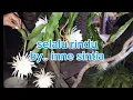 Download Lagu selalu rindu by inne sintia (lirik lagu)