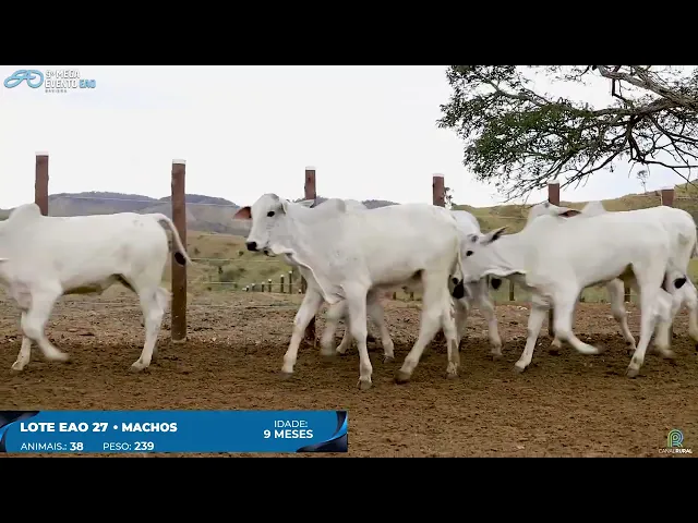Lote 27