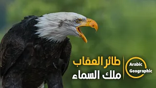 طائر العقاب ملك السماء الحيوانات والحياة البرية  طائر العقاب ملك السماء الحيوانات والحياة البرية