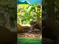 Download Lagu Komodo secara brutal memakan bayi rusa hidup-hidup, konten yang sangat grafis
