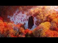 Download Lagu Solomun • Âme • Innellea | Ascension 031