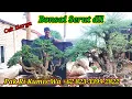 Download Lagu Cek harga bonsai murbei dll koleksi Pak Ri Kumis Wa +62 823-3399-2822