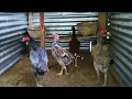 Download Lagu Visiting A Shamo Chicken Farm \u0026 We Bought Some Chicks.