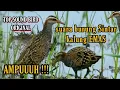 Download Lagu suara pikat burung sintar padi terbaru paling gacor